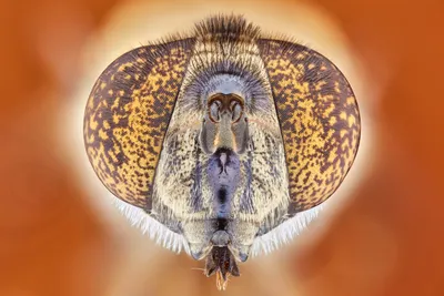 Муха под микроскопом - 66 фото