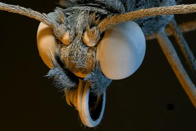 Муха под микроскопом» — создано в Шедевруме