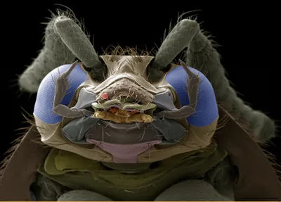 Фруктовая муха стоковое фото. изображение насчитывающей цветасто - 29981900