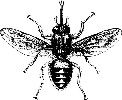 Что мы знаем о цеце? Чем знаменита эта муха? | ВКонтакте