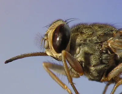 Детализированная муха цеце стимпанк» — создано в Шедевруме