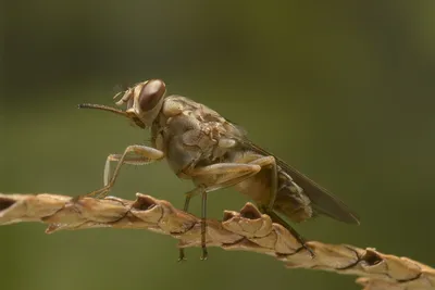 Тихая убийца из Африки - муха цеце. Как выглядит, чем опасна и где обитает  ? | Флора и Фауна✓ | Дзен