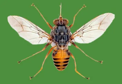 Статьи по теме «муха цеце» — Naked Science