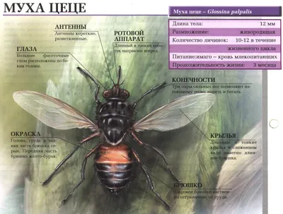 полуабстрактная фигура мухи цеце Иллюстрация вектора - иллюстрации  насчитывающей укусы, болезнь: 229515702
