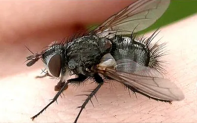 Полевая муха (Musca autumnalis) - Picture Insect