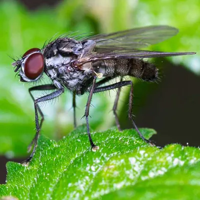Уничтожение мух в Москве - цена обработки от мух от Городской Станции  Дезинфекции