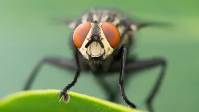 Ростковая муха