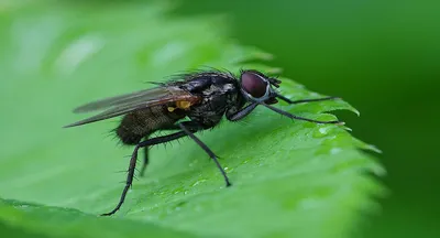 Обыкновенная муха. Пять глаз и совершенное строение крыла. Этому насекомому  есть чем удивить. | Живой уголок на Дзене | Дзен