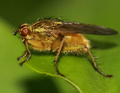 Миф о том, как появились первые мухи на Земле | Кошечка нейрошечка | Дзен