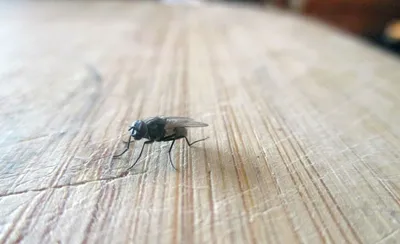 Оффлайн - Почему муха потирает лапки?