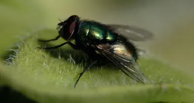File:Муха(Diptera).jpg - Wikipedia