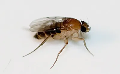 Ростковая муха: описание, меры борьбы, распространение