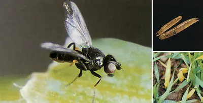 Как избавиться от мух в доме: 9 проверенных методов в борьбе с мухами |  ivd.ru