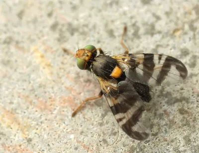 Муха, конец вверх, макрос, большая муха, насекомое изверга, взгляд со  стороны Стоковое Фото - изображение насчитывающей крыло, бело: 81520838