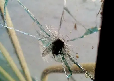 Чем опасен укус мухи