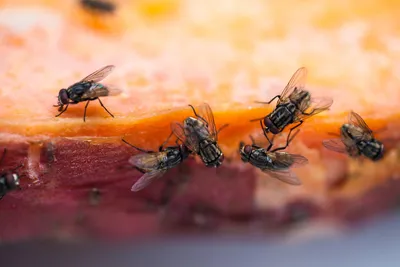 Как выглядит муха под микроскопом? | Пикабу