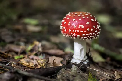 Мухомор красный (Amanita muscaria) - Природа Республики Мордовия