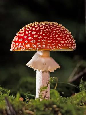 Красный мухомор в капсулах и шляпках. Купить сушеный Amanita Muscaria по  выгодной цене от AMANITA CLUB