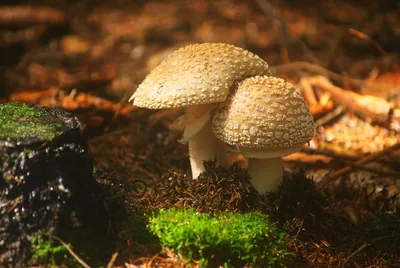 Мухомор красный сушёный (amanita muscaria). купить по доступной цене.