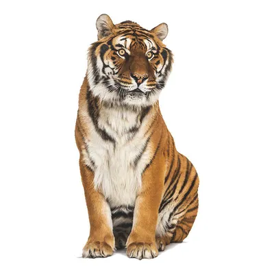 Тигр рисунок для детей - 47 фото