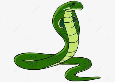 Змея мультфильм, змей, животные, фотография png | PNGEgg