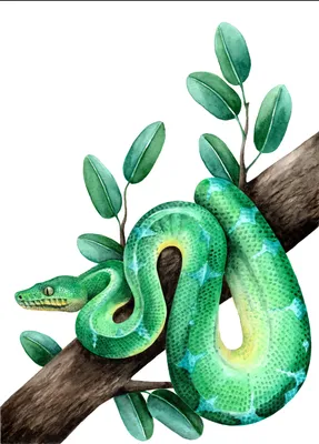 Змея Анимация Рисование Мультфильма, Змея, комиксы, животные, обои для  рабочего стола png | Klipartz