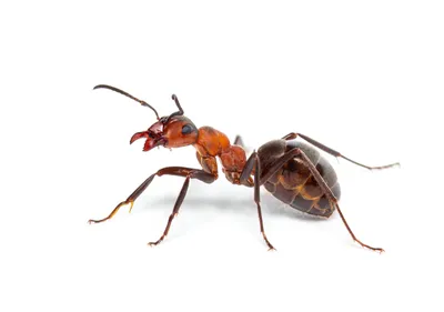 Универсальный труженик: секреты лесного муравья | Вокруг Света