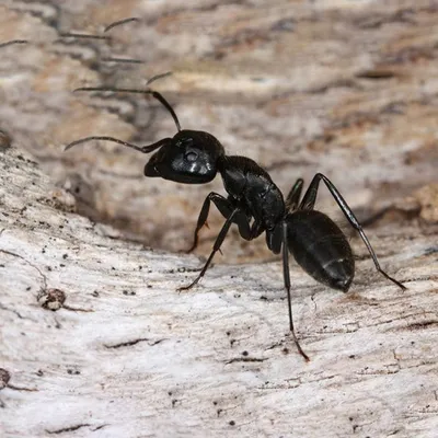 Как избавиться от муравьев в доме: 15 эффективных средств