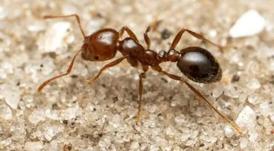 Красные огненные муравьи добрались до Европы. Энтомологи нашли колонии этих  инвазивных насекомых на Сицилии