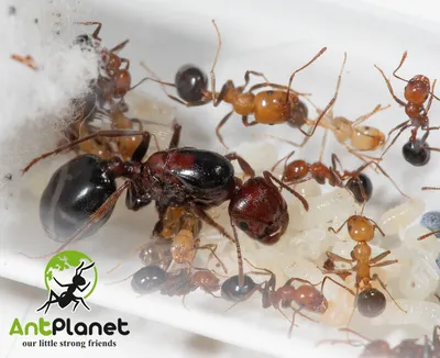 муравьи вектор PNG , муравей, декоративный муравей, материал PNG картинки и  пнг PSD рисунок для бесплатной загрузки