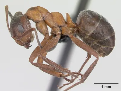 AntPlanet. Каталог муравьёв | Messor cf. aegyptiacus.