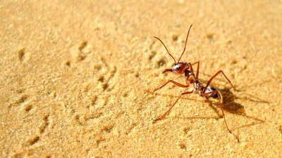 Рыжий лесной муравей: Гений из наших лесов. Оказалось, что рабочие роя  ходят в «школу» и обучаются будущей профессии | Пикабу