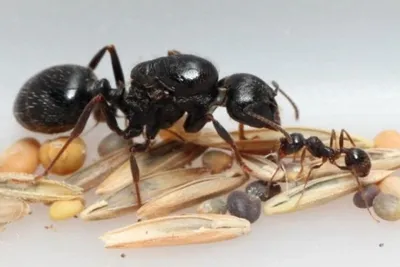 Купить Camponotus japonicus (Японский муравей-древоточец)