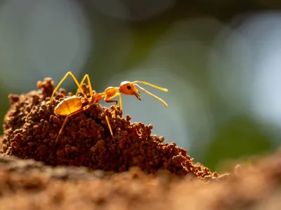 Сахарские серебряные муравьи. Чем они так интересны?