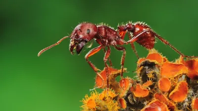 Деревянный муравей, муравей, муравьи, Rufa Formica Стоковое Фото -  изображение насчитывающей микроскопия, древесина: 110173360