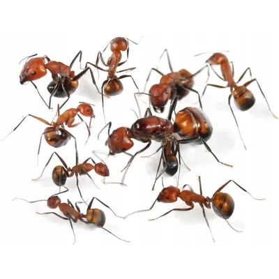 Зараженные грибком муравьи полечились перекисью водорода из тлей. Инфекция  заставила насекомых изменить пищевые предпочтения