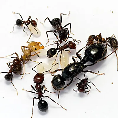 Факты о строении муравья. Шея муравья | Случайность или замысел?