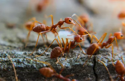 Муравьи Camponotus nicobarensis (рыжий реактивный муравей) матка с муравьями  (2-5) – купить в Москве недорого в интернет-магазине AntPlant