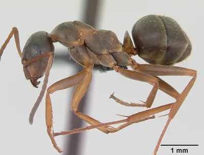 Садовый муравей: фото, питание, ареал обитания, вред для человека и  особенности жизнедеятельности | klophlop.ru