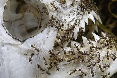 Муравьи Camponotus nicobarensis Кампонотус никобаренсис
