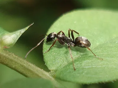 Увеличенный муравей 🐜 в траве» — создано в Шедевруме