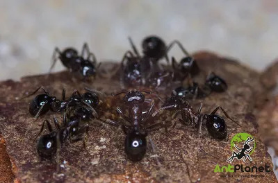 Виагра черный муравей (id 84638868), купить в Казахстане, цена на Satu.kz