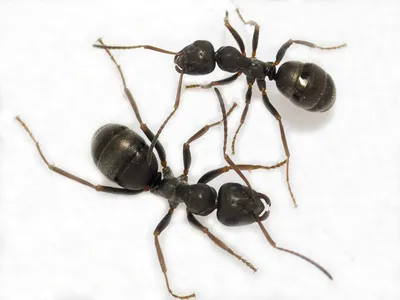 маленький муравей ползает по руке человека Stock Photo | Adobe Stock