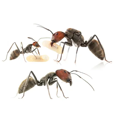 Аргентинский муравей, какой он? Фотогалерея.
