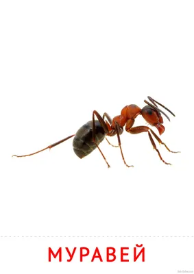 Совсем один: как будет жить муравей-одиночка без муравейника и сородичей? |  Простые вещи | Дзен