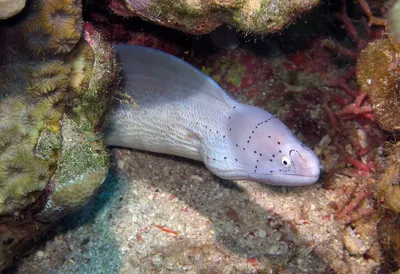 Мурена пресноводная - Gymnothorax tile [Lycodontis literata, L. punctata]  (M)