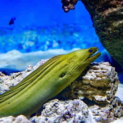 Sinai Museum - Музей Синая - Мурена. Рыбка: кто кого съест? Мурена не  отличается особой привлекательностью. С ней не захочешь связываться, даже  не зная про ее опасность. Кожа у них голая, без