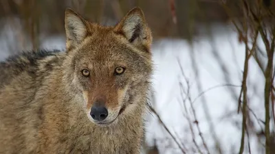 Радиация, мутанты и Чернобыльские волки: что творится с животными в зоне  отчуждения