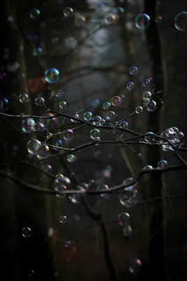 Скачать 2309x3464 мыльные пузыри, пузыри, ветки, деревья обои, картинки