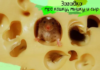 Набор Белоснежка Мышка с сыром купить по цене 4190 ₸ в интернет-магазине  Детский мир